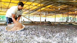 Catfish Farming In Cement Tank In Asia Part-2|Hybrid Magur Fish Farming In India|Budidaya Ikan Lele