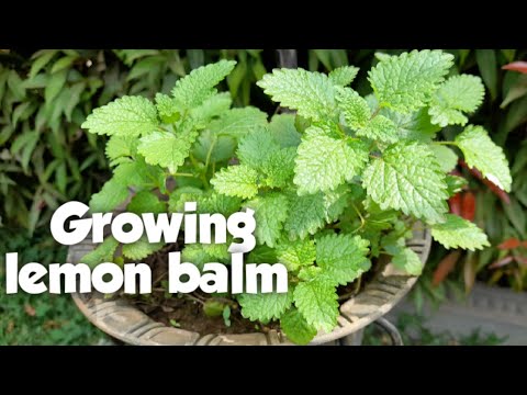 GROWING LEMON BALM AT HOME || Lemon balm benefits