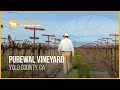 California Vineyard for Sale | Purewal Vineyard | Yolo County, CA
