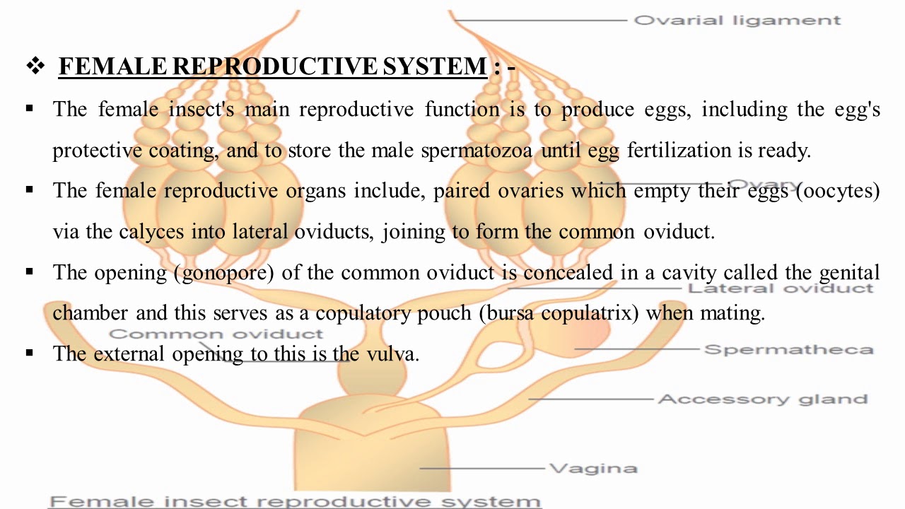 Insect Reproduction System Reviewing The Female Accessory Glands Of