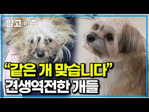 “원래 저랬어요?” 천사 보호자 만나 100배 행복해진 6마리의 개들. 구조 전후 달라진 모습에 눈물 참는 설쌤｜세상에 나쁜 개는 없다｜알고e즘