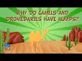 Why do Camels and Dromedaries have humps? | Educational Videos for Kids