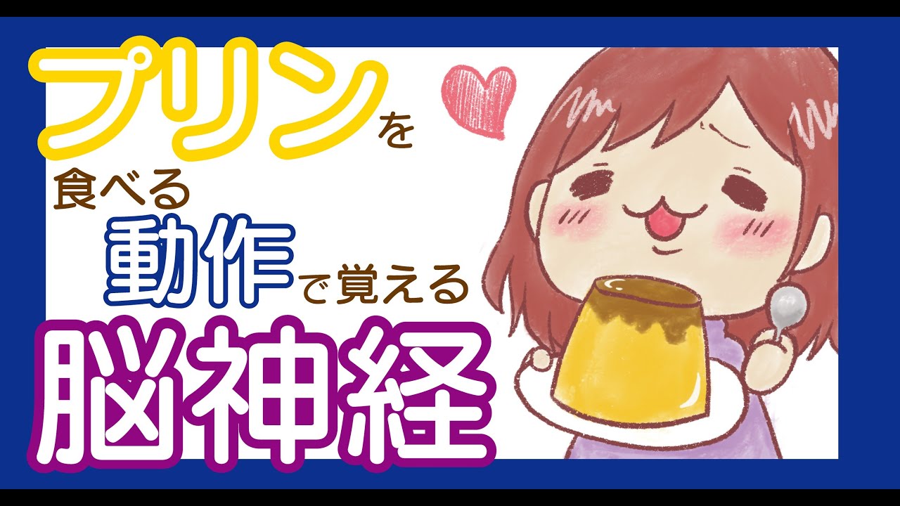 1度聞いたら忘れない 脳神経の覚え方 Youtube 1度聞いたら忘れない 脳神経の覚え方 Youtube