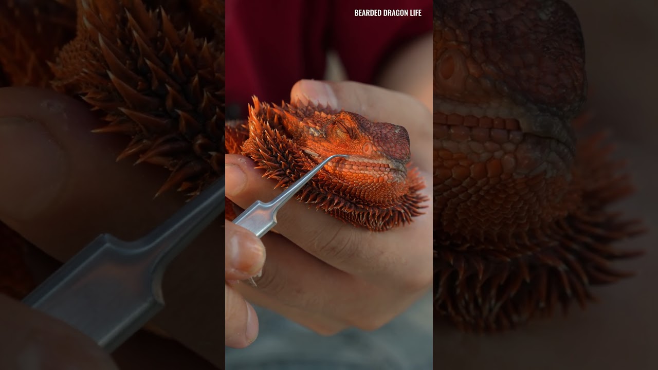 Satisfying Removal of Thick Dry Skin for Bearded Dragon 3 #lizardskinpeeling #beardeddragonshedding