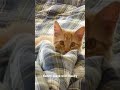 Kenny plays with Raully. #cute #cat #kitten #play