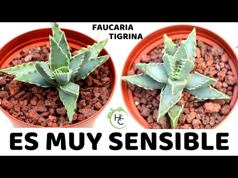 Video: Faucaria Plantas suculentas: aprenda a cultivar una planta de mandíbulas de tigre