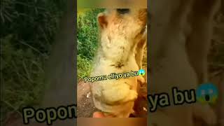 Kimsin Nan Sen Şfet Şfetbeniöneçıkar Şfetteyiz Şfetedüş