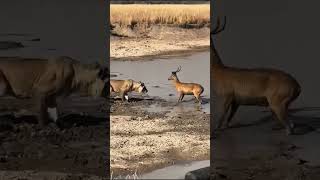 Puku Trying To Fight Back