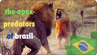 The Apex Predators of Brazil Dominating The Wilds