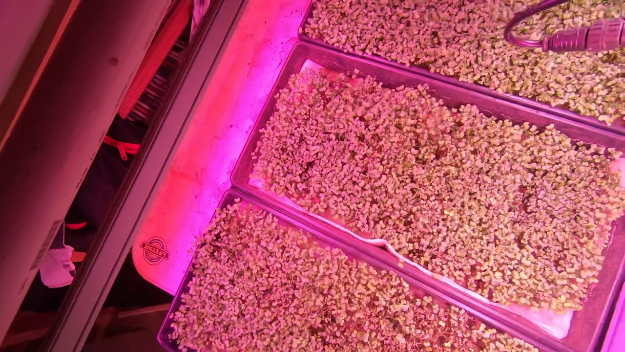 Combating Mold in Micro Greens