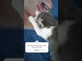 Ada yang tau kenapa kucing lucu ini melamun???