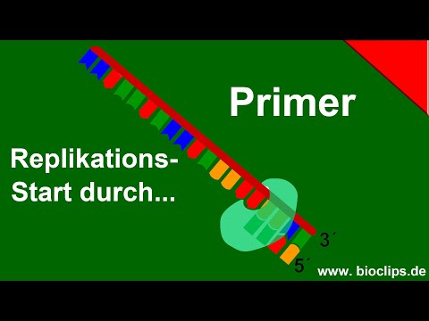 Video: Warum benötigt die DNA-Polymerase einen Primer?