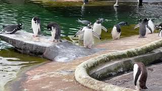 Penguins at Penguins Rock Edinburgh Zoo
