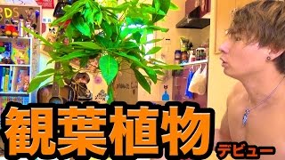 観葉植物デビューした！パキラ　PDS