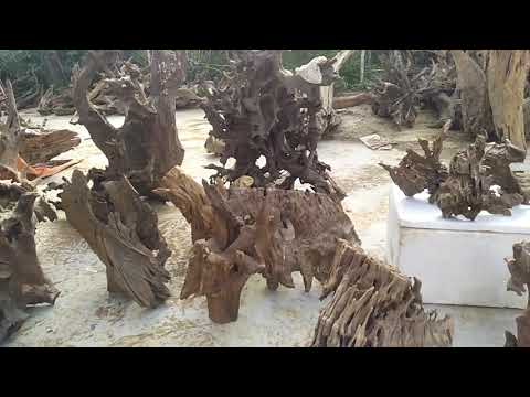 Lô gỗ lũa đẹp giá rẻ (selling driftwood in bulk) | Foci