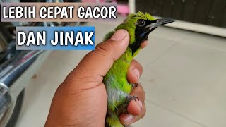 What are the characteristics of a very young/pastol green masked cucak ijo?