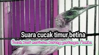 suara cucak timor betina#full isian
