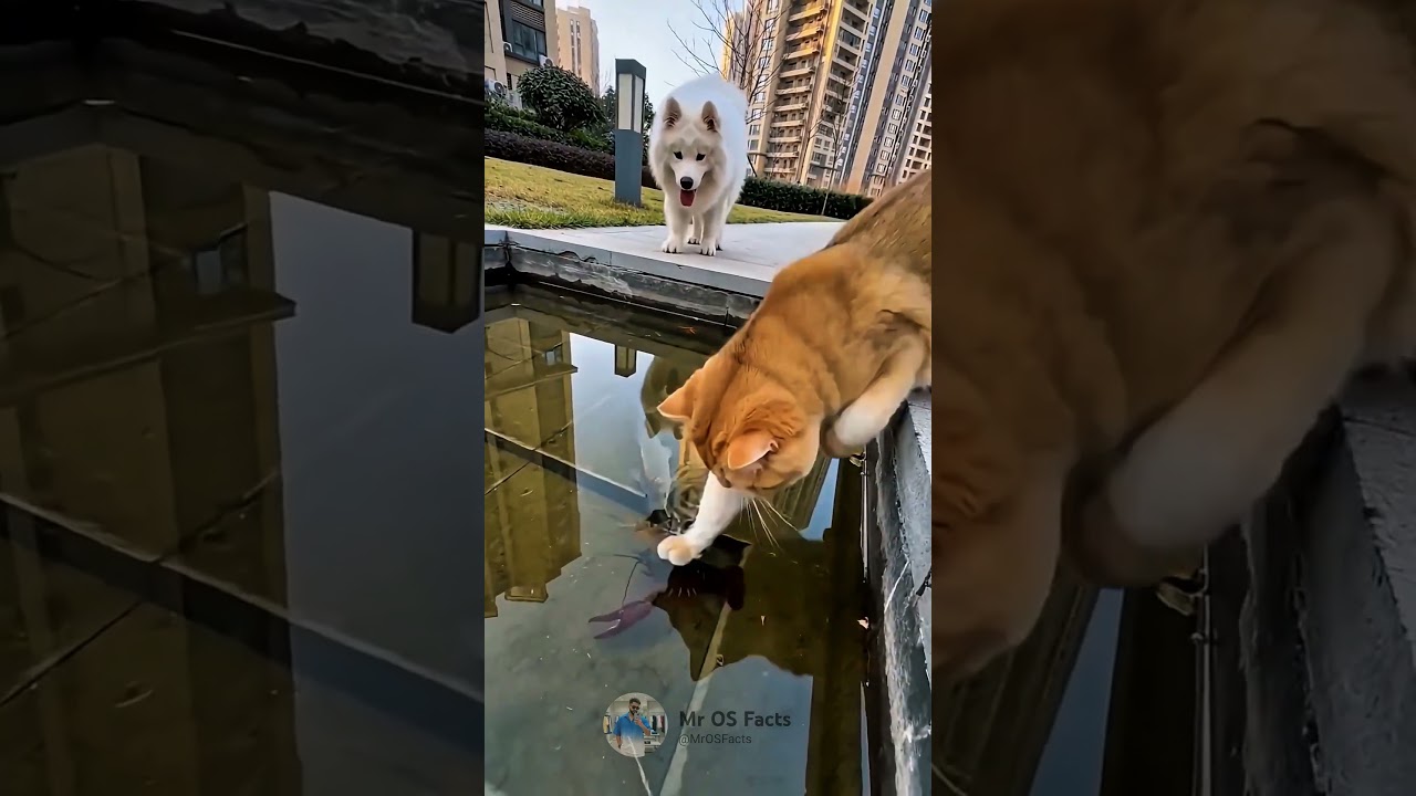Two Dog Fight 🐶🥊