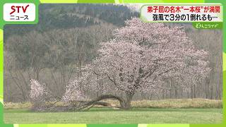 The Ezo cherry tree, known as the 
