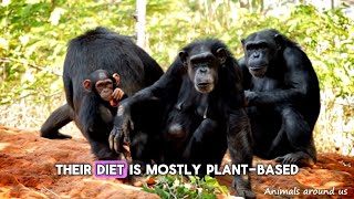 What do you know about Chimpanzees? | Wild Animals | Animals around us