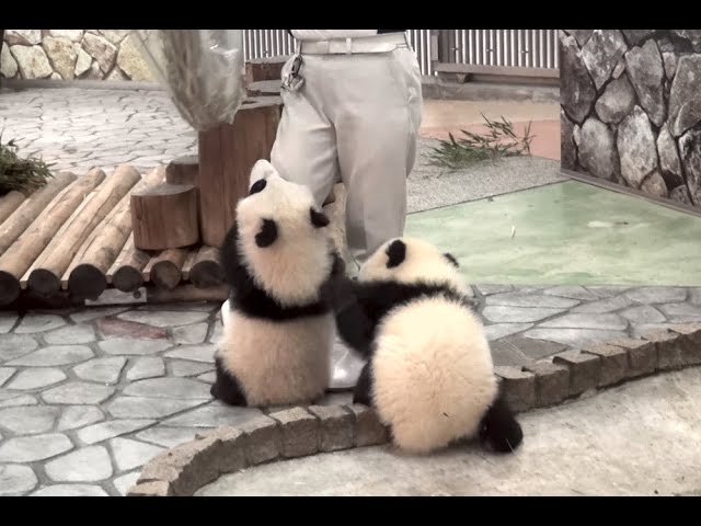 【あそんで～ッ♪】パンダの桜浜＆桃浜☆お掃除おじゃま虫♪　Giant panda baby -Ouhin&Touhin-