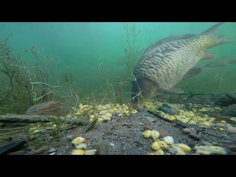 Video: Kako Nahraniti Križarskega Krapa Pred Ribolovom