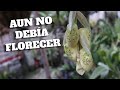 NO DEBÍA FLORECER TODAVÍA Y SACO SUS FLORES