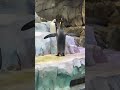 Ecstatic Penguin  #penguin #penguins #animalshorts #shortsvideo #shorts