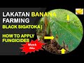 Black Sigatoka | How to Apply Fungicide Spraying? | Lakatan Banana Farming