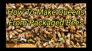 How To Make Queens From Packaged Bees