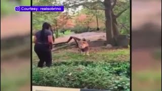 Woman sneaks into Bronx Zoo's lion den, taunts animal with dance moves