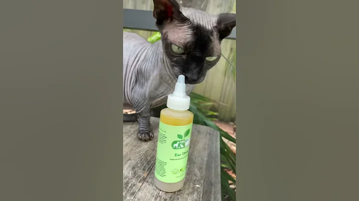 Video 5407301: sphynx cat ear