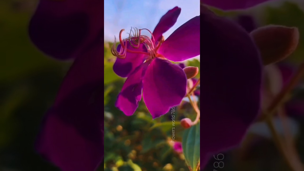 Most Attractive Flower 