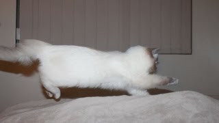 8 Month Old RAGDOLL KITTEN - Lucy Fetching Toy by Christie C 5,324 views 11 years ago 1 minute, 2 seconds