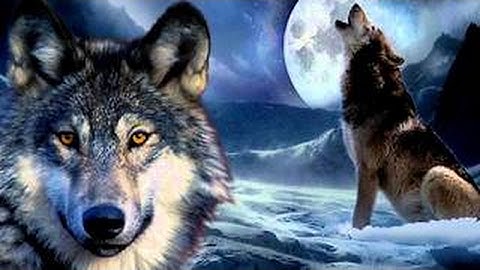 1 Hour Howling Wolves White Noise