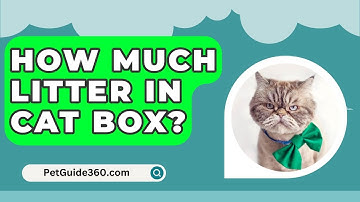 How Much Litter In Cat Box? - PetGuide360.com