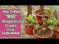 How To Plant "BIG" BOUGAINVILLEA TRUNKS Using  CANDLE Method