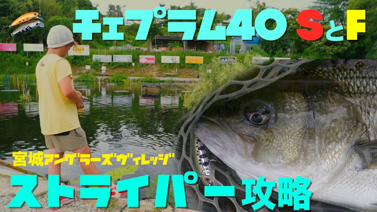 チェプラム40SとFで宮城アングラーズヴィレッジのストライパー攻略