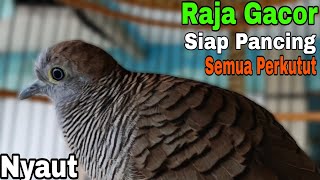Perkutut Lokal Gacor Raja Nya Pancingan Cepat Menyaut Kontan 