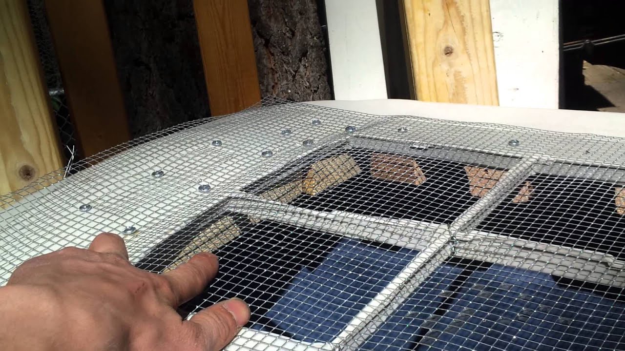 Rhino Iguana and Red Ear Slider Turtle in the sun