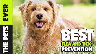 The 5 Best Flea and Tick Prevention for Dogs in 2023