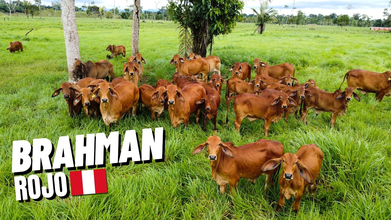 ¿Cuánto CUESTA la INCREÍBLE genética del BRAHMAN ROJO?