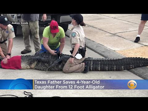 Texas-Father-Saves-4-Year-Old-Daughter-From-12-Foot-Alligator