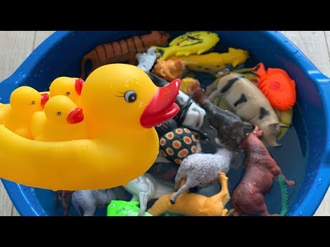 Learn Animals names and sounds sea farm and wild jumping into pool