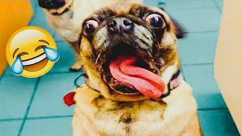 Video 10226851: cat dog cartoon funny, laugh funny pets