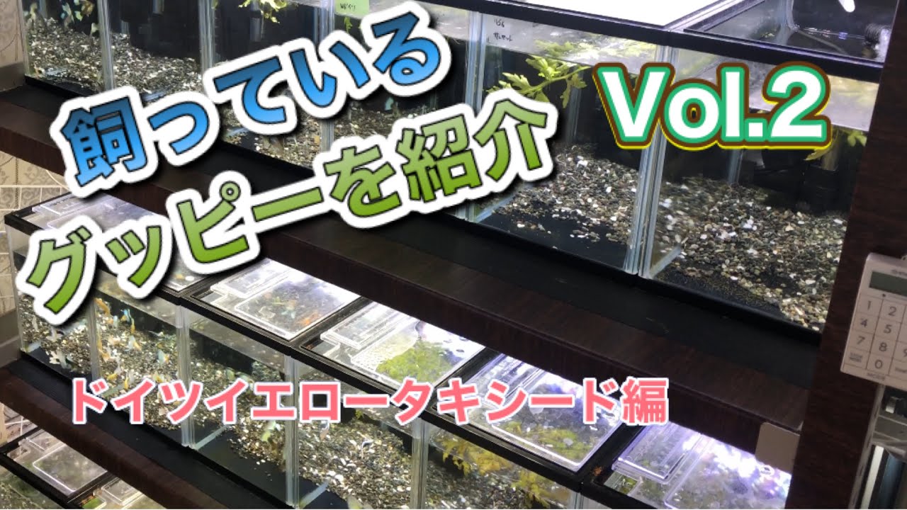 飼育グッピー紹介！ドイツイエロータキシード編！ - YouTube