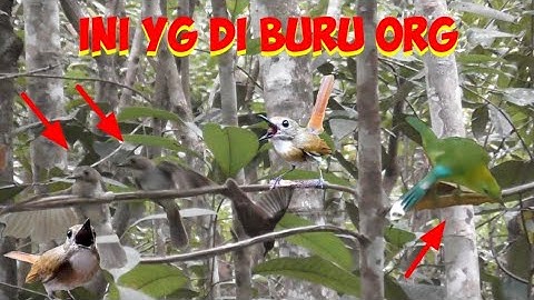Cepet Dapet Duit Mikat Di Hutan Ini Banyak Burung Masteran Mewahnya