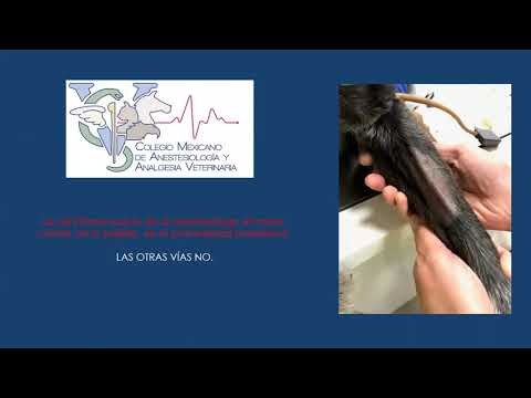 Video: Cytoxan - Lista De Medicamentos Y Recetas Para Mascotas, Perros Y Gatos