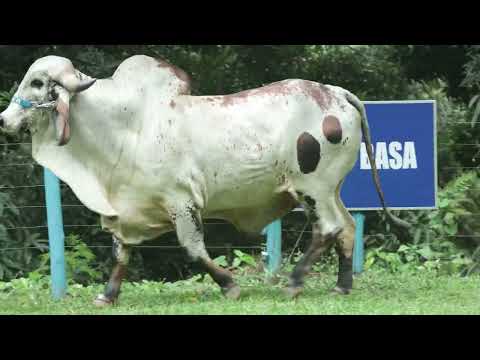 LOTE 52   EXTREMO FIV DO BASA   BASA 1945