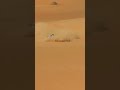 Dakar starts tomorrow! 😁🔜 #Dakar2026 #mario #desert #dune